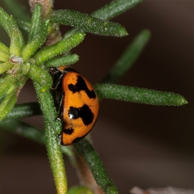 Coccinella transversalis (Transverse Ladybird) at Bungonia, NSW - 26 Nov 2024 by AlisonMilton