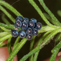 Unidentified Shield, Stink or Jewel Bug (Pentatomoidea) at Bungonia, NSW - 26 Nov 2024 by AlisonMilton