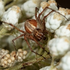 Oxyopidae (family) (Lynx spider) at Bungonia, NSW - 26 Nov 2024 by AlisonMilton