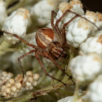 Unidentified Other hunting spider at Bungonia, NSW - 26 Nov 2024 by AlisonMilton