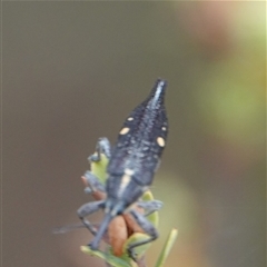 Rhinotia bidentata (Two-spot Rhinotia weevil) at Hall, ACT - 27 Nov 2024 by Anna123