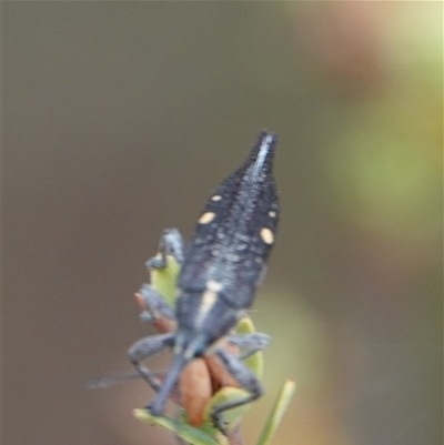 Rhinotia bidentata (Two-spot Rhinotia weevil) at Hall, ACT - 26 Nov 2024 by Anna123