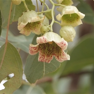 Brachychiton populneus subsp. populneus (Kurrajong) at Hall, ACT by Anna123