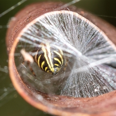 Phonognathidae (family) (Leaf curling orb-weavers) at Bungonia, NSW - 26 Nov 2024 by AlisonMilton