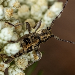 Pempsamacra dispersa at Bungonia, NSW - 26 Nov 2024