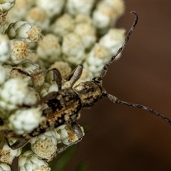 Pempsamacra dispersa at Bungonia, NSW - 26 Nov 2024