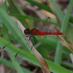 Unidentified Dragonfly (Anisoptera) at Gibberagee, NSW - 5 Feb 2017 by Bungybird