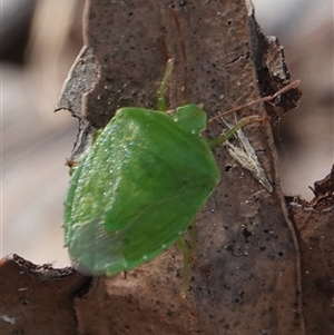 Cuspicona simplex at Hall, ACT - 27 Nov 2024 09:48 AM