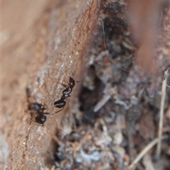 Papyrius sp. (genus) (A Coconut Ant) at Hall, ACT - 27 Nov 2024 by Anna123