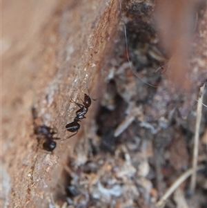 Papyrius sp. (genus) (A Coconut Ant) at Hall, ACT by Anna123