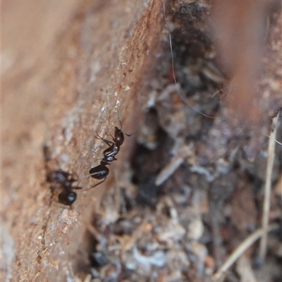 Papyrius sp. (genus) (A Coconut Ant) at Hall, ACT - 27 Nov 2024 by Anna123