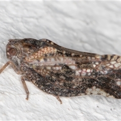 Massila sp. (genus) (Unidentified Massila planthopper) at Melba, ACT - 25 Nov 2024 by kasiaaus