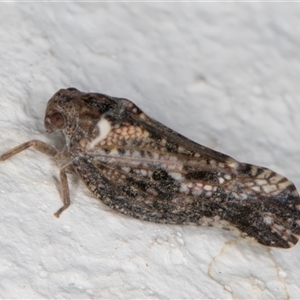 Massila sp. (genus) at Melba, ACT - 25 Nov 2024