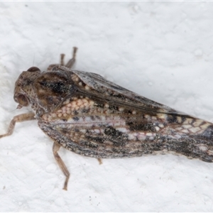 Massila sp. (genus) at Melba, ACT - 25 Nov 2024