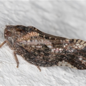 Massila sp. (genus) at Melba, ACT - 25 Nov 2024