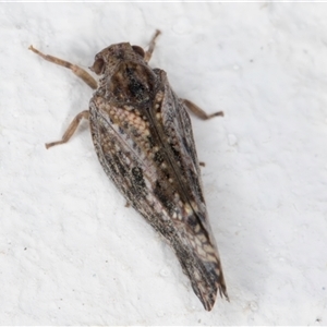 Massila sp. (genus) at Melba, ACT - 25 Nov 2024