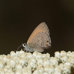 Nacaduba biocellata (Two-spotted Line-Blue) at Bungonia, NSW - 26 Nov 2024 by AlisonMilton