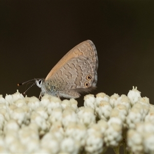 Nacaduba biocellata at Bungonia, NSW - 26 Nov 2024