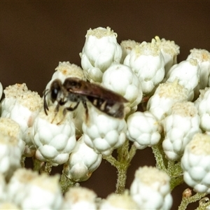 Lasioglossum (Chilalictus) sp. (genus & subgenus) (Halictid bee) at Bungonia, NSW by AlisonMilton