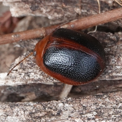 Dicranosterna immaculata (Acacia leaf beetle) at Hall, ACT - 27 Nov 2024 by Anna123