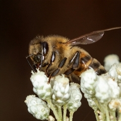 Apis mellifera (European honey bee) at Bungonia, NSW - 26 Nov 2024 by AlisonMilton