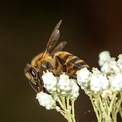 Apis mellifera at Bungonia, NSW - 26 Nov 2024