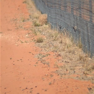 Cinclosoma cinnamomeum (Cinnamon Quail-thrush) at Tibooburra, NSW by Darcy