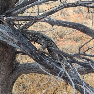 Pogona vitticeps (Central Bearded Dragon) at Tibooburra, NSW by Darcy