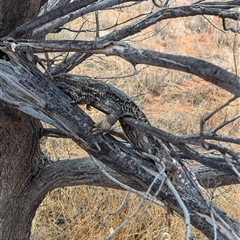 Pogona vitticeps at Tibooburra, NSW - 21 Nov 2024