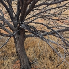 Pogona vitticeps at Tibooburra, NSW - 21 Nov 2024