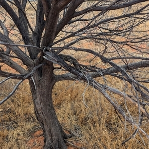 Pogona vitticeps at Tibooburra, NSW - 21 Nov 2024