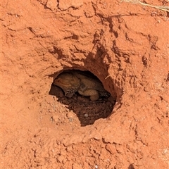 Pogona vitticeps (Central Bearded Dragon) at Tibooburra, NSW - 21 Nov 2024 by Darcy