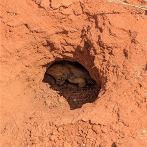 Pogona vitticeps (Central Bearded Dragon) at Tibooburra, NSW by Darcy