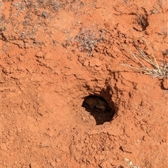 Pogona vitticeps at Tibooburra, NSW - 21 Nov 2024 02:33 PM