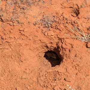 Pogona vitticeps at Tibooburra, NSW - 21 Nov 2024