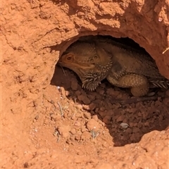 Pogona vitticeps at Tibooburra, NSW - 21 Nov 2024 02:33 PM