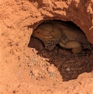 Pogona vitticeps at Tibooburra, NSW - 21 Nov 2024