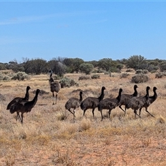 Dromaius novaehollandiae (Emu) at Tibooburra, NSW - 21 Nov 2024 by Darcy