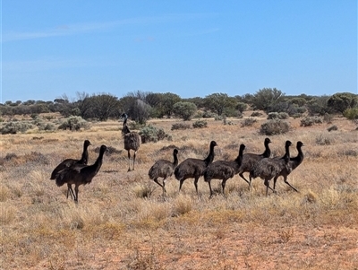 Dromaius novaehollandiae (Emu) at Tibooburra, NSW - 22 Nov 2024 by Darcy