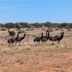 Dromaius novaehollandiae at Tibooburra, NSW - 22 Nov 2024