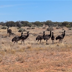 Dromaius novaehollandiae at Tibooburra, NSW - 22 Nov 2024 09:48 AM