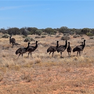 Dromaius novaehollandiae at Tibooburra, NSW - 22 Nov 2024 09:48 AM