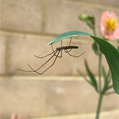 Unidentified Spider at Mogareeka, NSW - 26 Nov 2024 by gwen