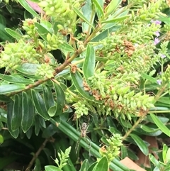 Unidentified Spider at Mogareeka, NSW - 27 Nov 2024 by gwen