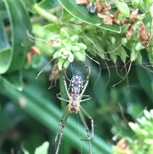 Leucauge dromedaria at Mogareeka, NSW - 27 Nov 2024 10:58 AM