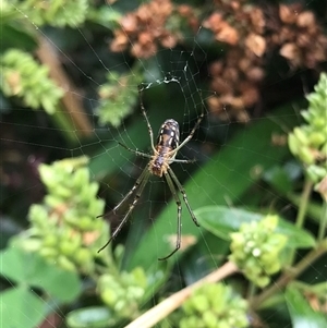 Leucauge dromedaria at Mogareeka, NSW - 27 Nov 2024 10:58 AM