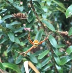 Unidentified Spider at Mogareeka, NSW - 26 Nov 2024 by gwen