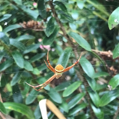 Argiope keyserlingi (St Andrew's Cross Spider) at Mogareeka, NSW - 27 Nov 2024 by gwen