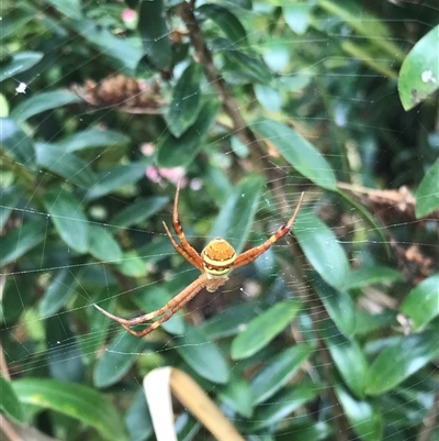 Unidentified Spider at Mogareeka, NSW - 26 Nov 2024 by gwen