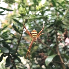 Argiope keyserlingi at Mogareeka, NSW - 27 Nov 2024 10:51 AM